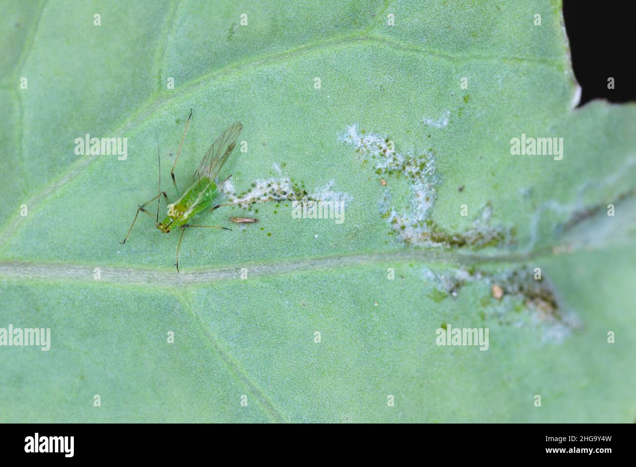 Blattlaus und gedeiht auf einem beschädigten Blatt. Dies sind gefährliche Schädlinge von Pflanzen. Stockfoto