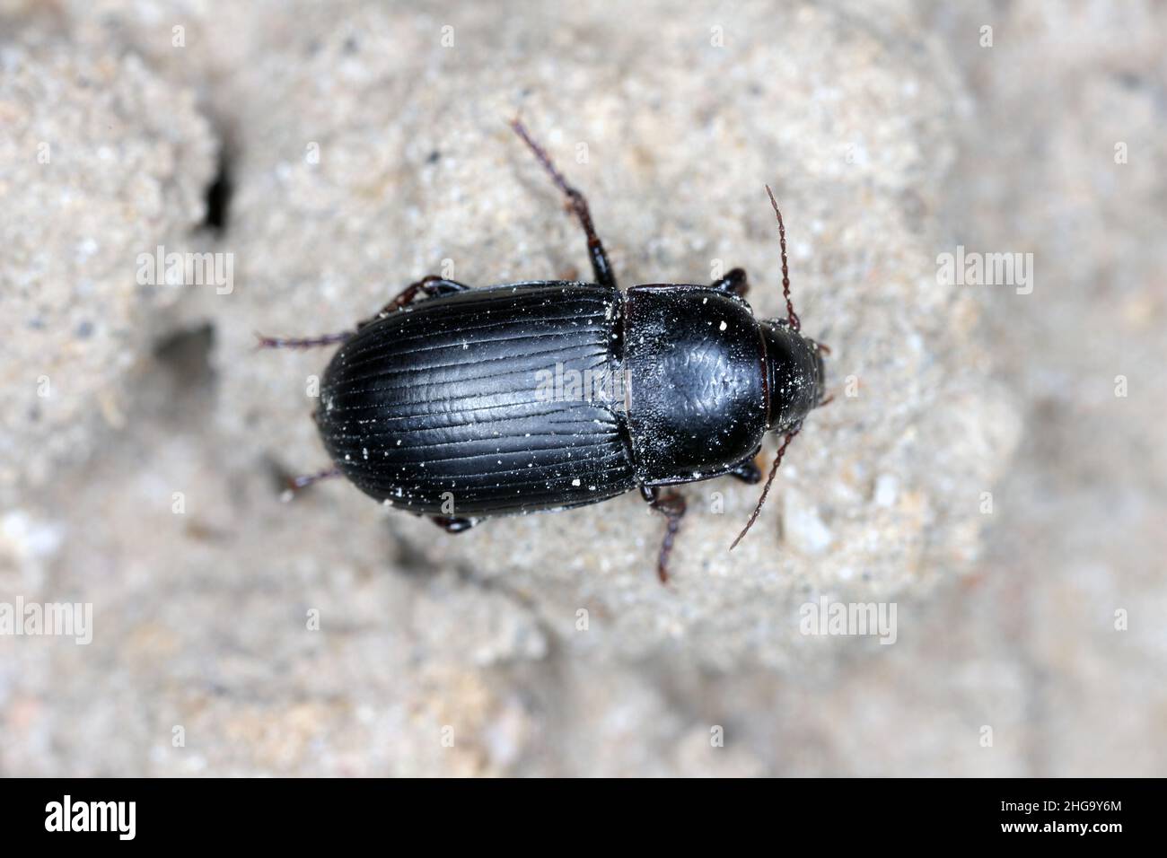 Kriechende Brotkörner gemahlener Käfer - Zabrus tenebrioides auf dem Boden mit Getreideplantage. Stockfoto
