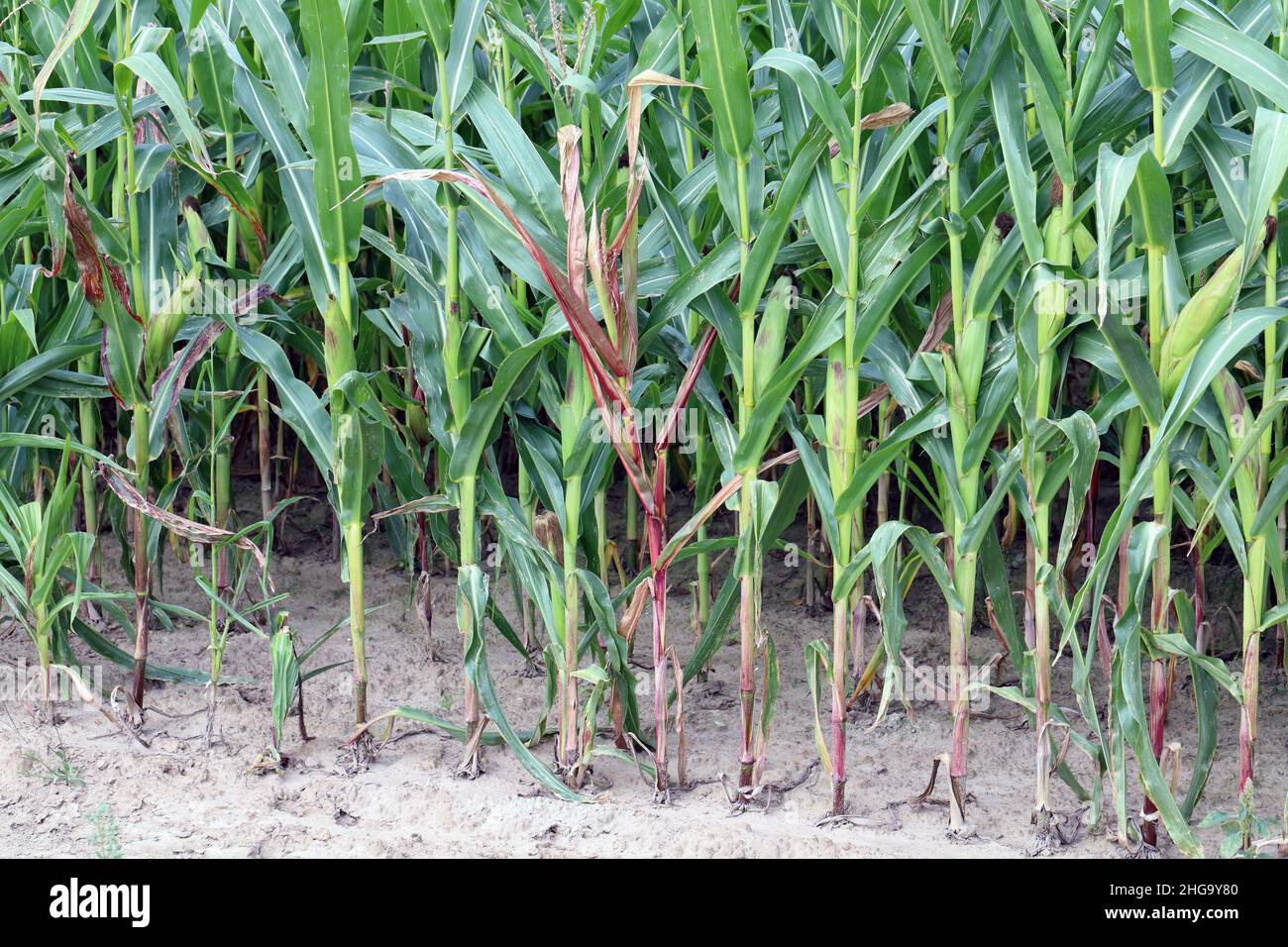 Rote Verfärbung von Maisblättern aufgrund von Nährstoffmangel oder Krankheiten, die durch Viren oder Bakterien verursacht werden. Stockfoto