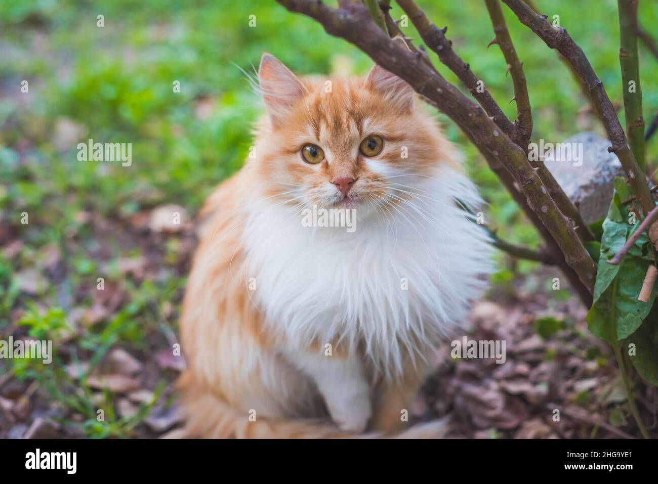Porträt der roten Katze. Süße flauschige Katze, die die Kamera schaut. Gelbe Katzenaugen. Stockfoto