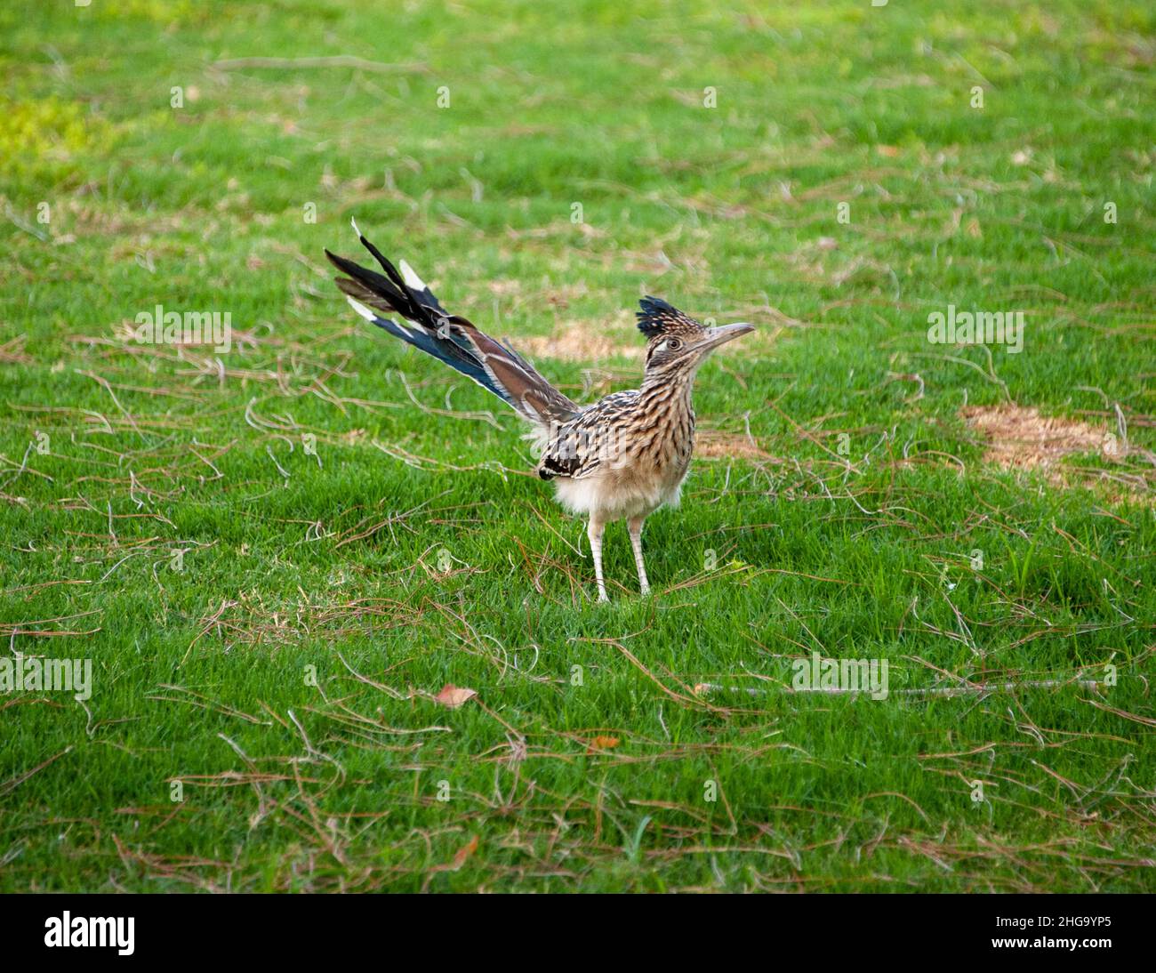 Größere Roadrunner Stockfoto