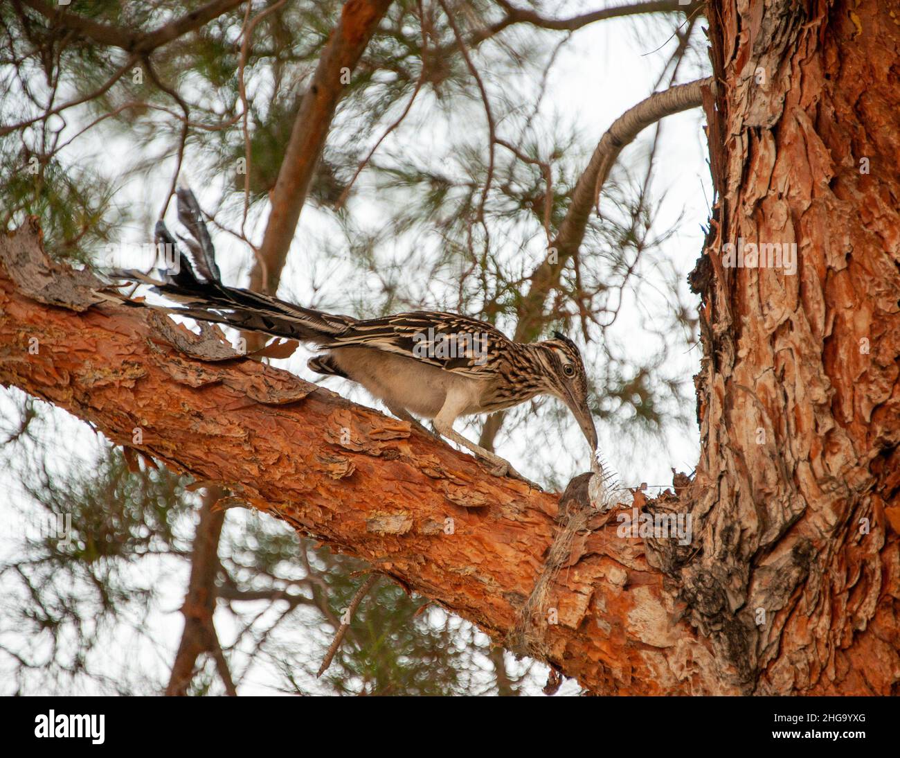 Größere Roadrunner Stockfoto