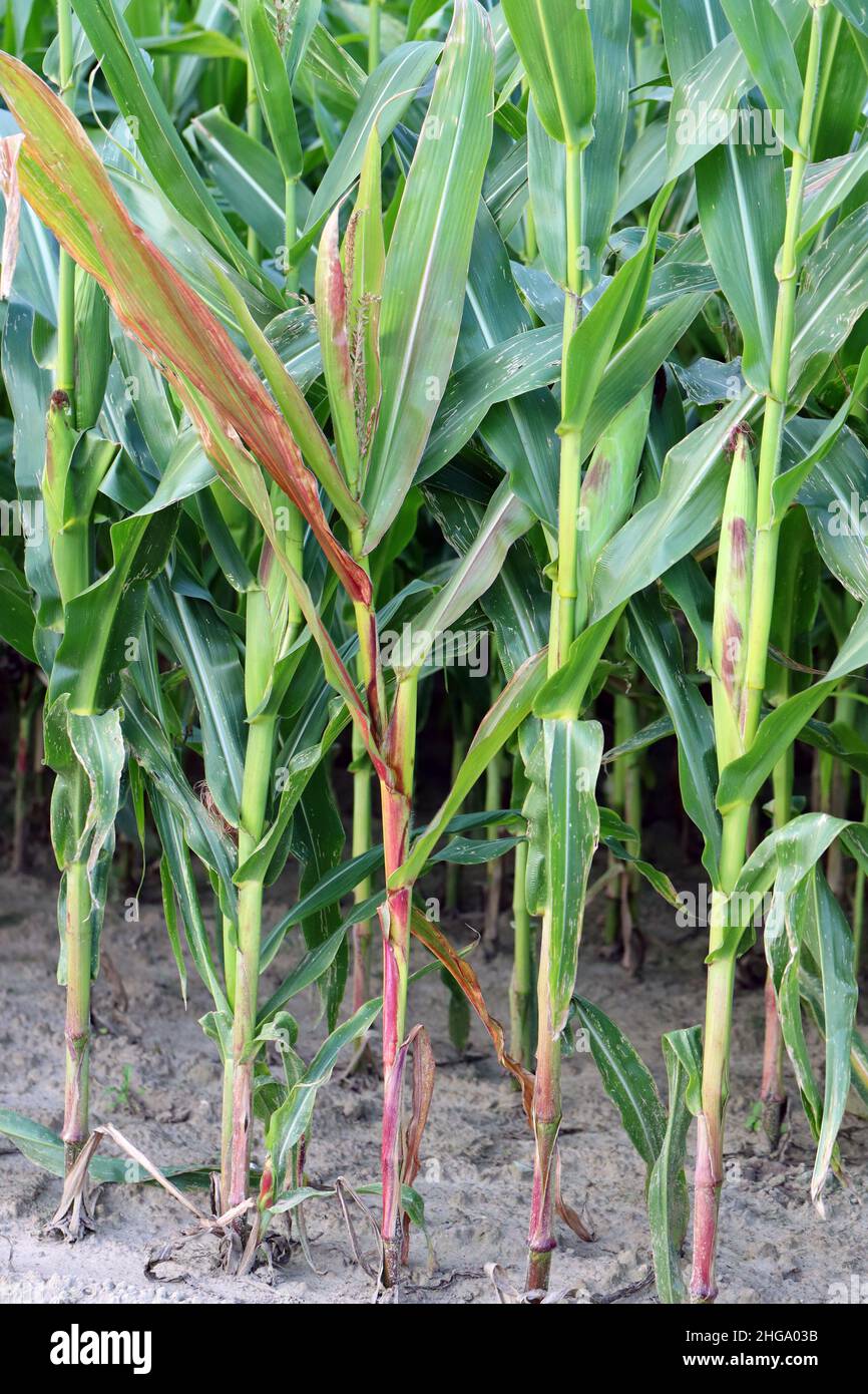 Rote Verfärbung von Maisblättern aufgrund von Nährstoffmangel oder Krankheiten, die durch Viren oder Bakterien verursacht werden. Stockfoto