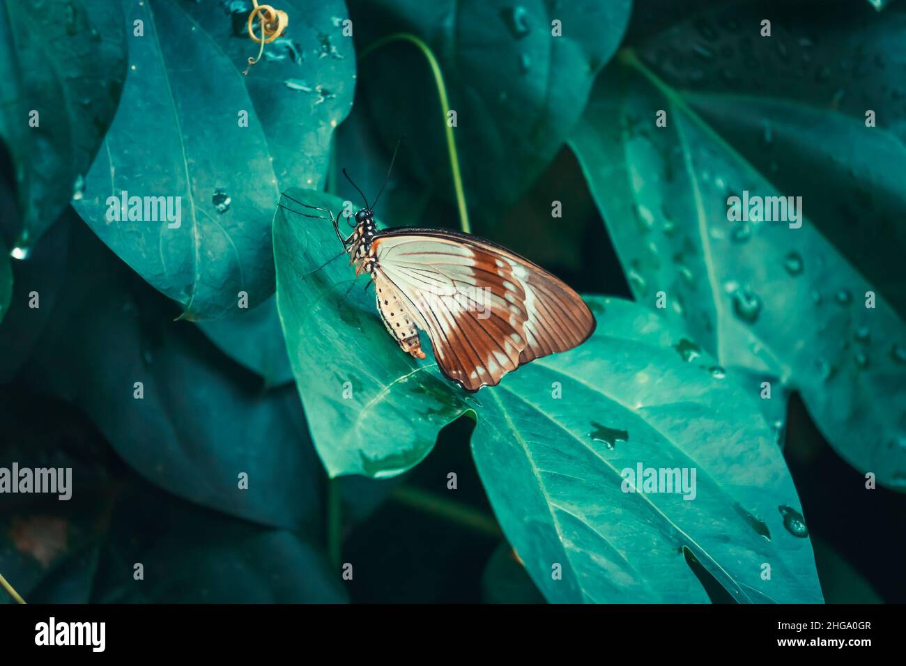 Schöner Schmetterling (Papilio dardanus cenea) auf Blatt. Konya Tropical Butterfly Valley, Türkei. Stockfoto