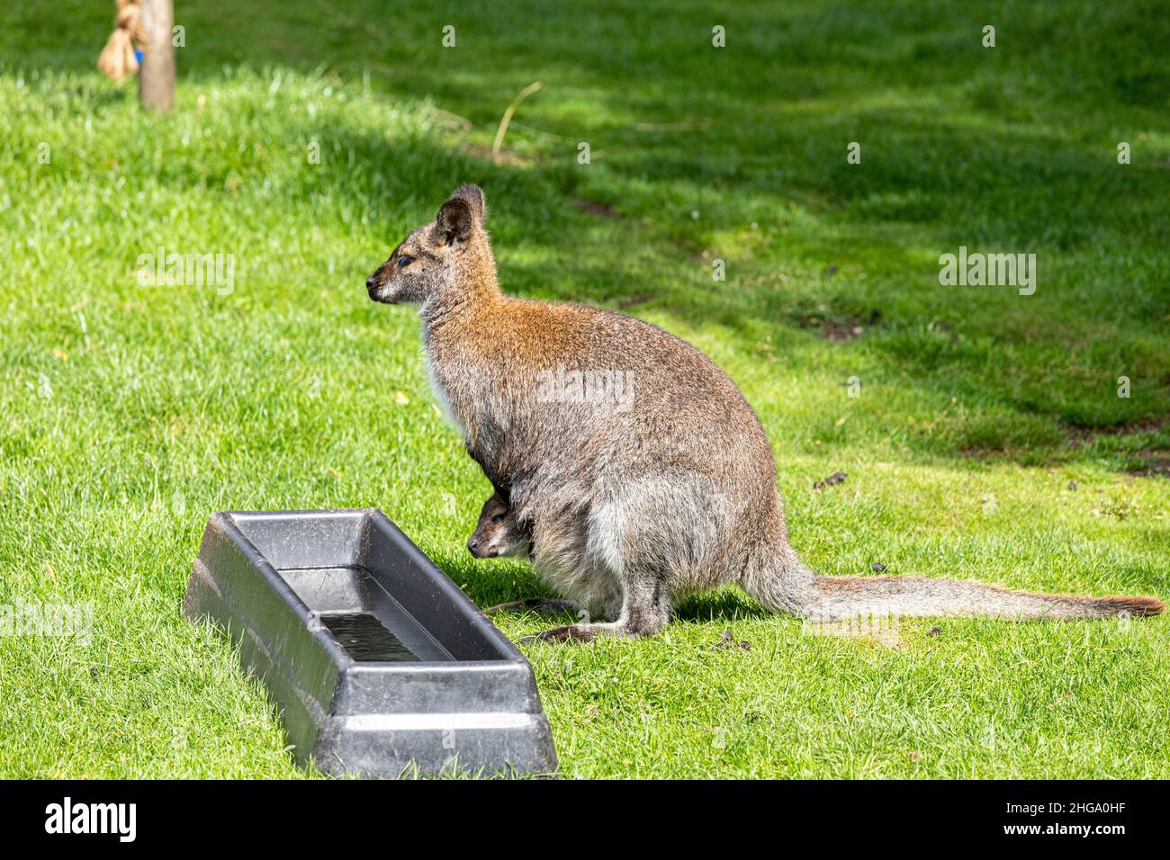 Ein Känguru mit einer joey in ihrer Tasche im Yorkshire Wildlife Park in der Nähe von Doncaster, South Yorkshire, Großbritannien Stockfoto