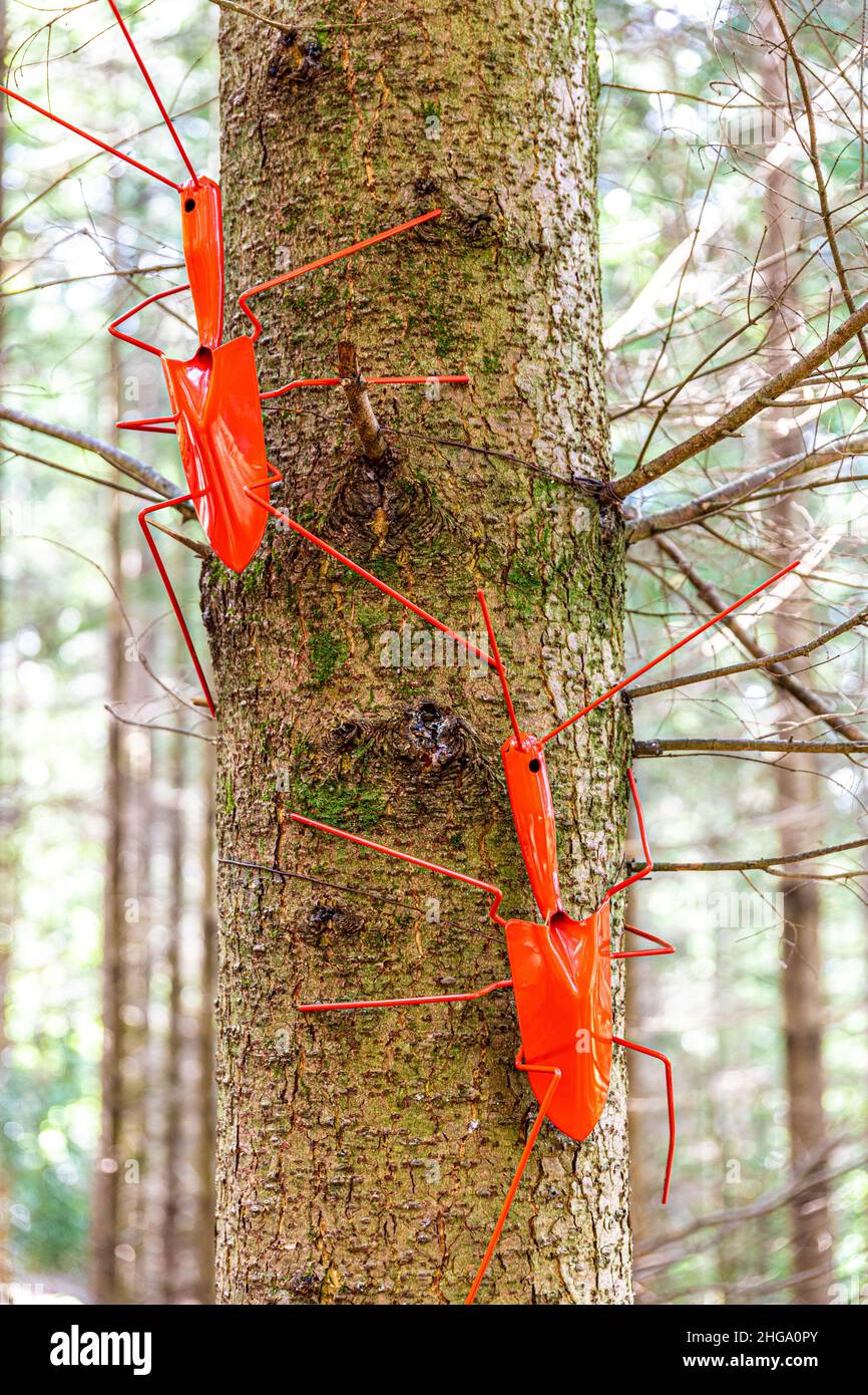 Schaufeln Sie Bugs auf einem Baumstamm auf dem Forest to Forest Trail im Forest of Dean in der Beechenhurst Lodge in der Nähe von Coleford, Gloucestershire.UK Stockfoto