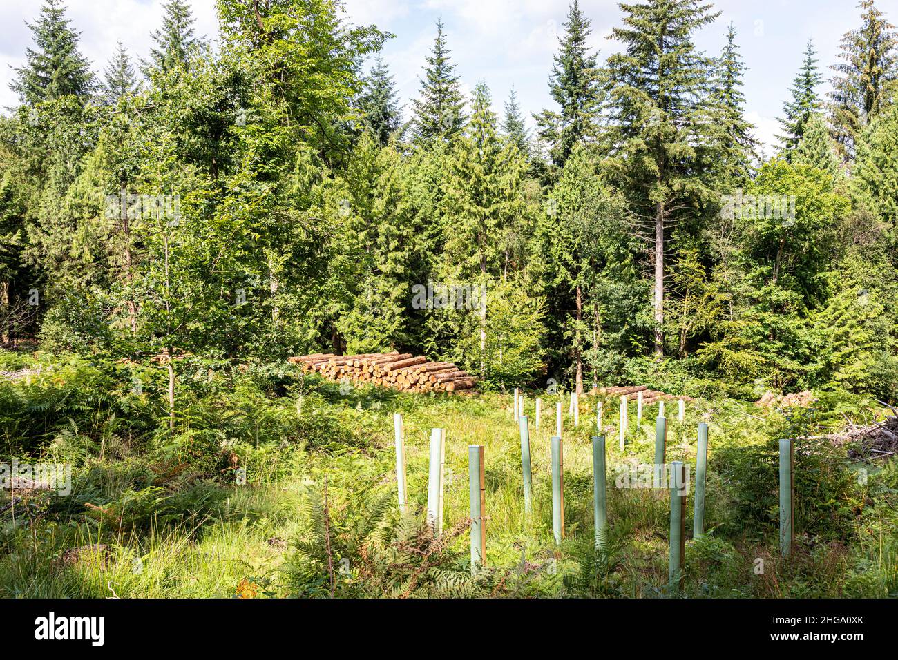 Reife Bäume, gefälltes Holz und Neubepflanzung im Forest of Dean in der Nähe der Beechenhurst Lodge, Coleford, Gloucestershire.UK Stockfoto