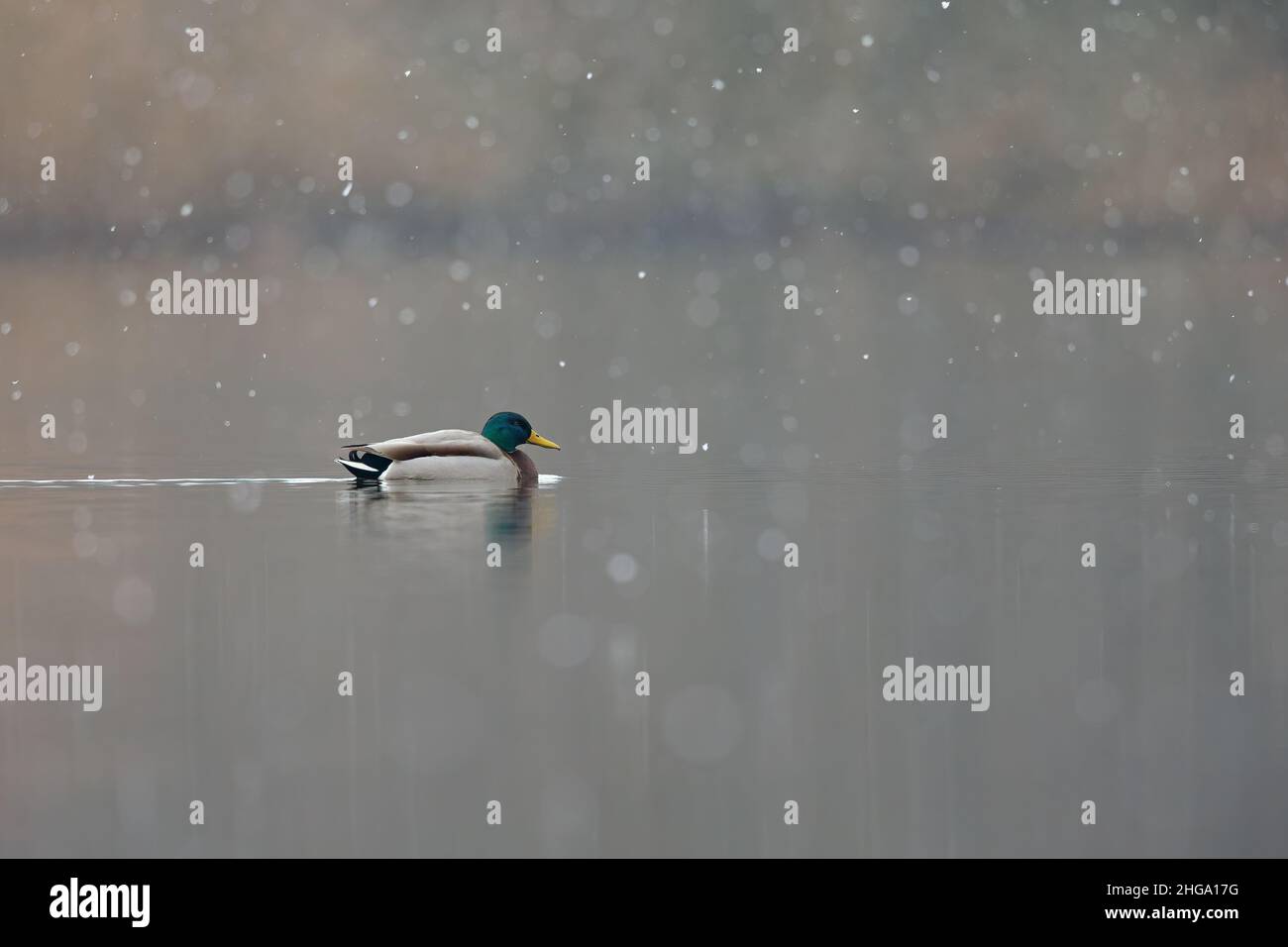 Ein erwachsener männlicher Stockente (Anas platyrhynchos), der in einem Teich mit Schneefall schwimmt und auf Nahrungssuche geht. Stockfoto