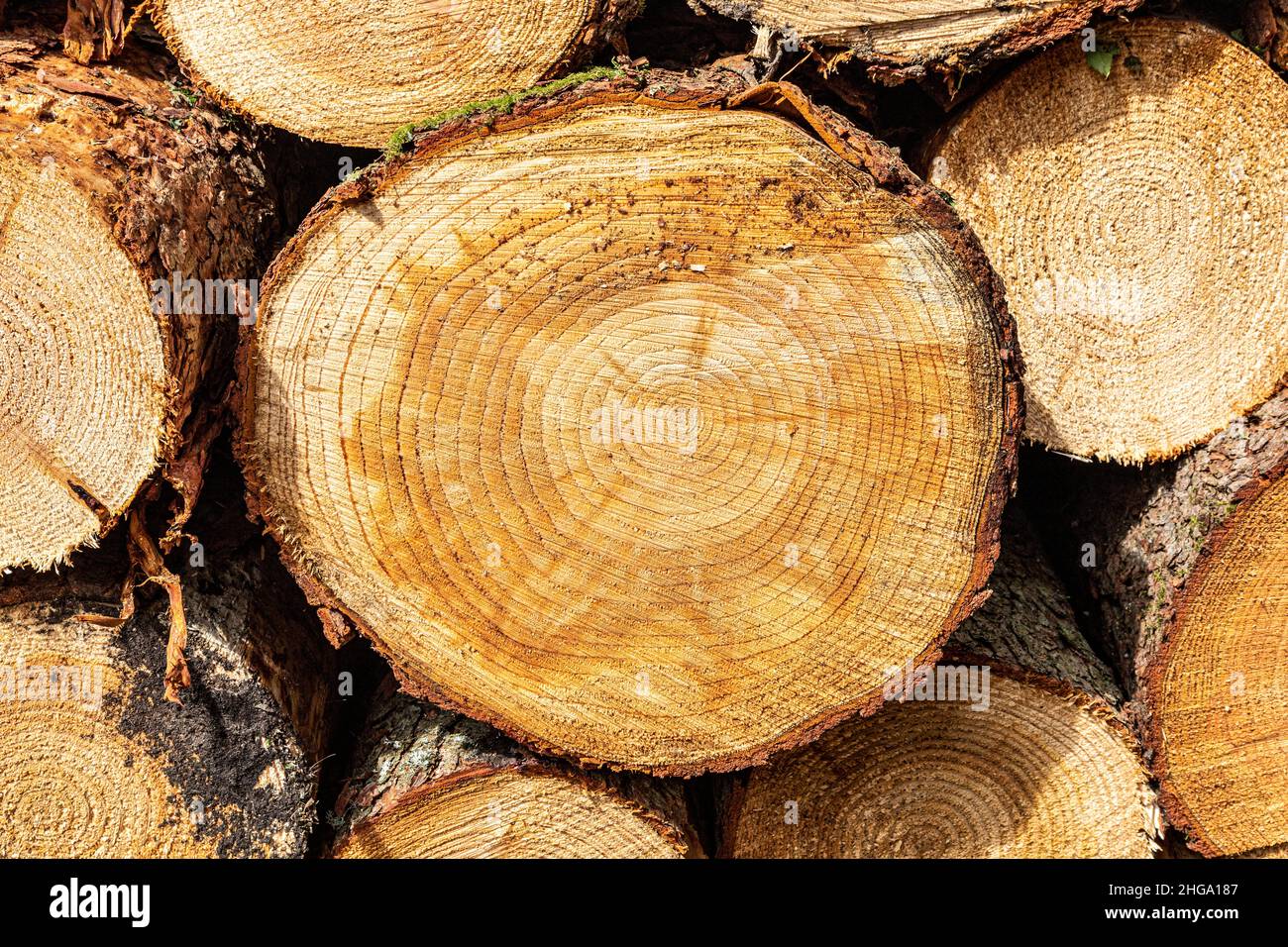 Konzentrische Dattringe auf einem gesägten Nadelholzholz im Forest of Dean in der Nähe von Cannop, Coleford, Gloucestershire.UK Stockfoto