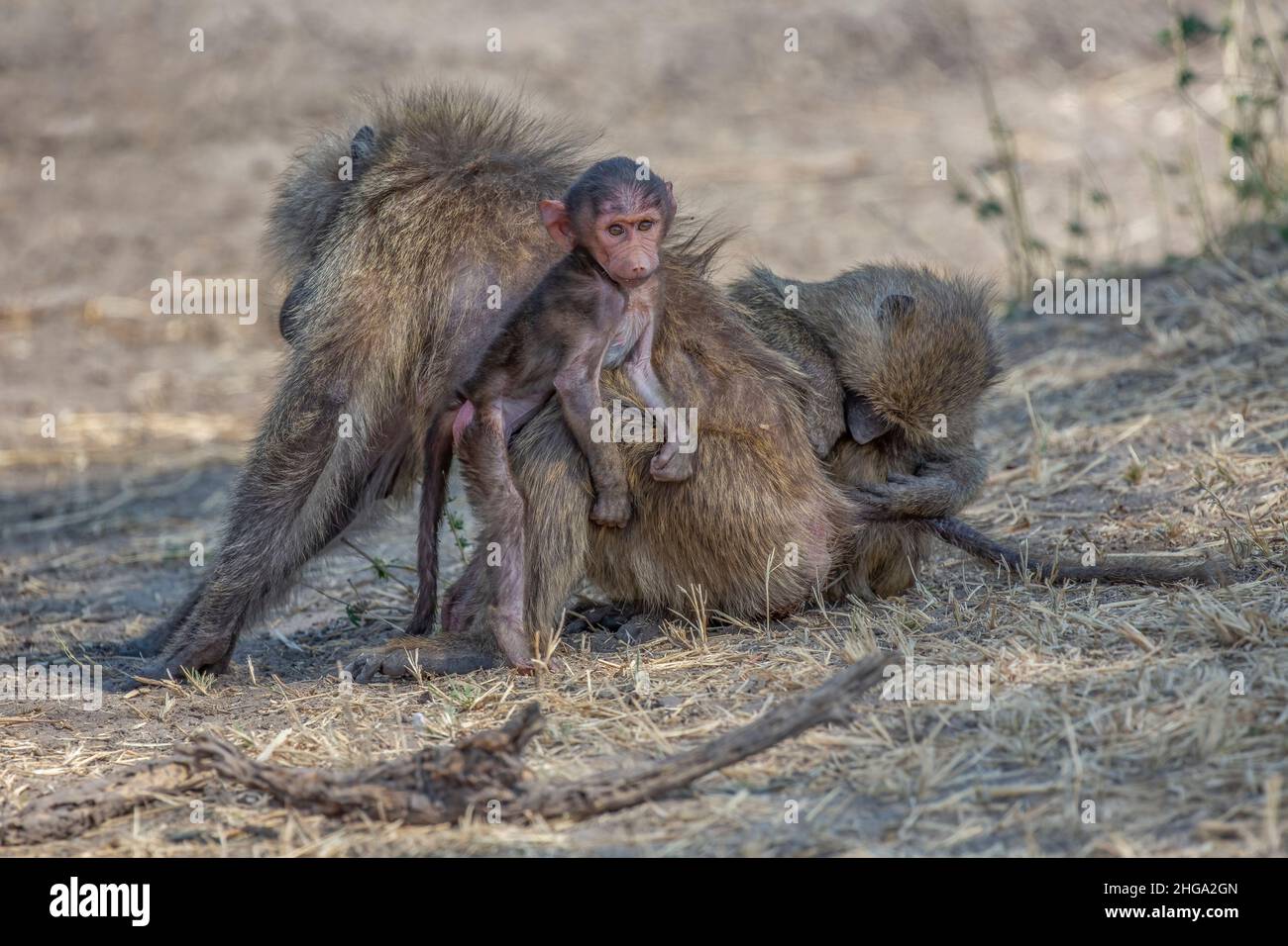 Zwei Olive Paviane (Papio anubis) üben Pflege, Tarangire Nationalpark, Tansania, Afrika Stockfoto