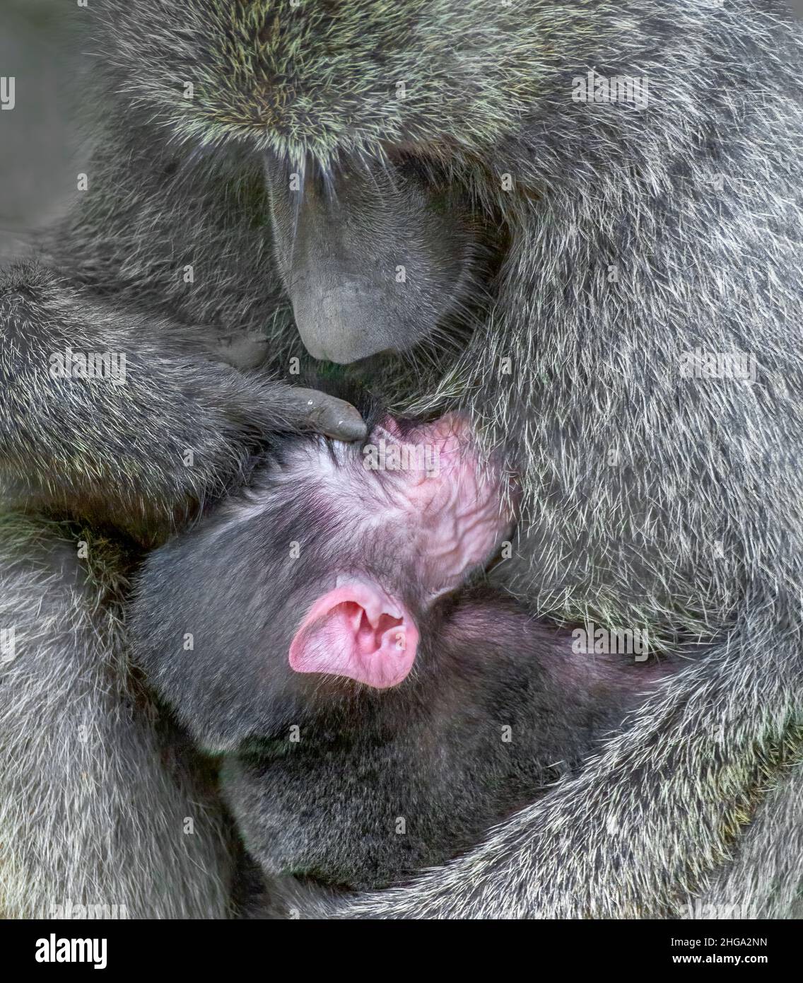 Weiblicher olivfarbener Pavian (Papio anubis), der ihr Baby stillt, Lake Manyara National Park, Tansania, Afrika. Stockfoto