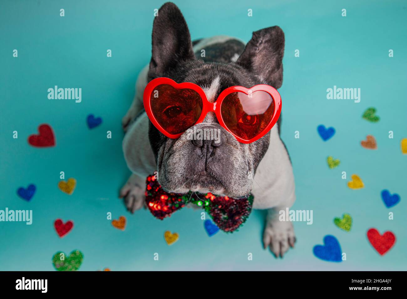 französische Bulldogge mit herzförmiger Sonnenbrille und Fliege, umgeben von bunten Herzen Stockfoto