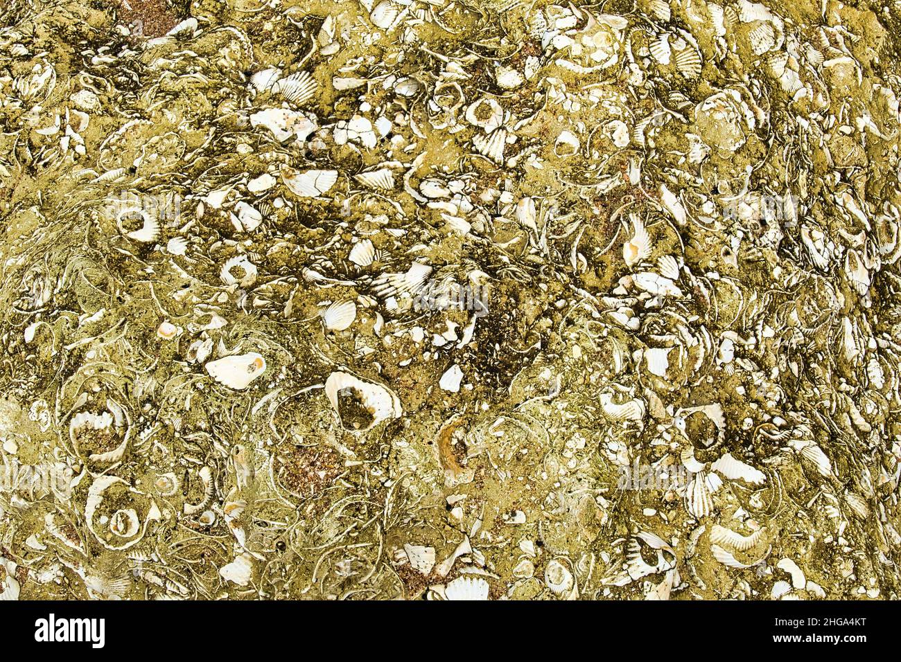 Hunderte von versteinerten Muscheln in gelbem Kalkstein. Stockfoto