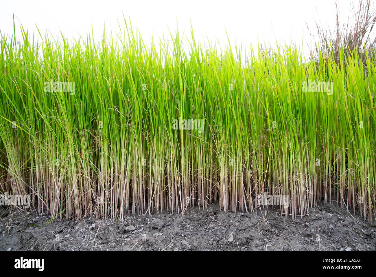 Grün Paddy Tree Pflanzen-Reis Pflanze-Grün Hintergrund Textur Stockfoto