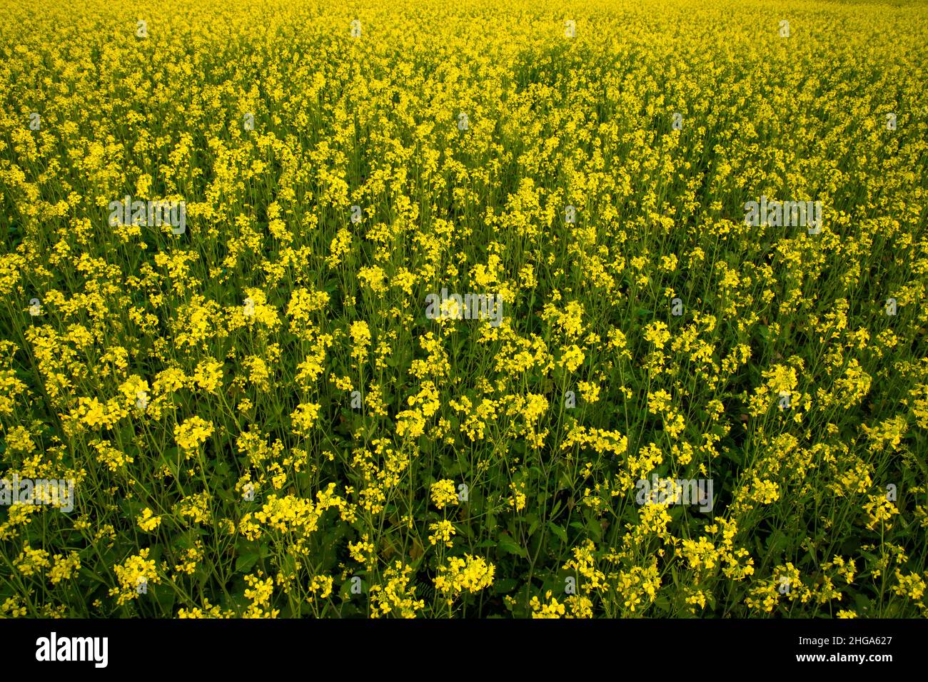 Schöne gelbe Senf Blumen auf dem Feld natürliche Landschaftsansicht. Stockfoto