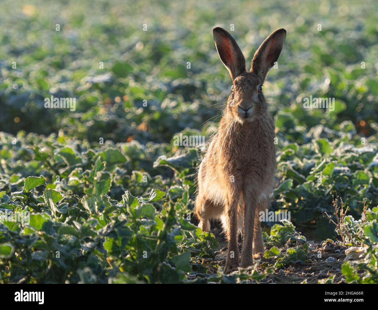 Brauner Hase im Ackerfeld Stockfoto