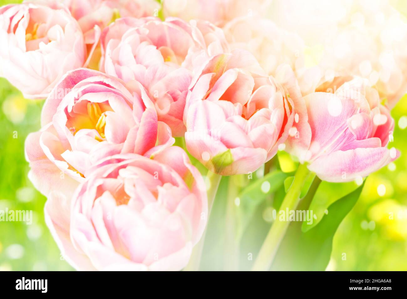Rosa Tulpen-Blumen auf grünem Hintergrund mit Lichtreflexeffekt, nostalgische Grußkarten-Vorlage für jede Feier im Frühjahr. Stockfoto