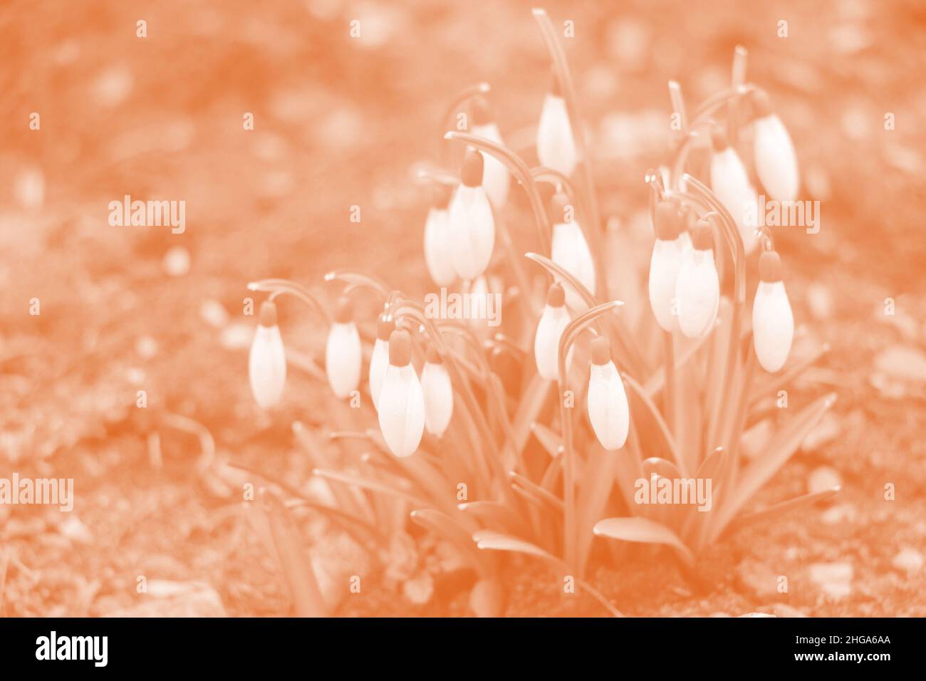 Schneeglöckchen Frühlingsblumen. Zarte Schneegropfenblume eines der Frühlingssymbole, das uns sagt, dass der Winter vergeht und der Frühling kommt. Stockfoto