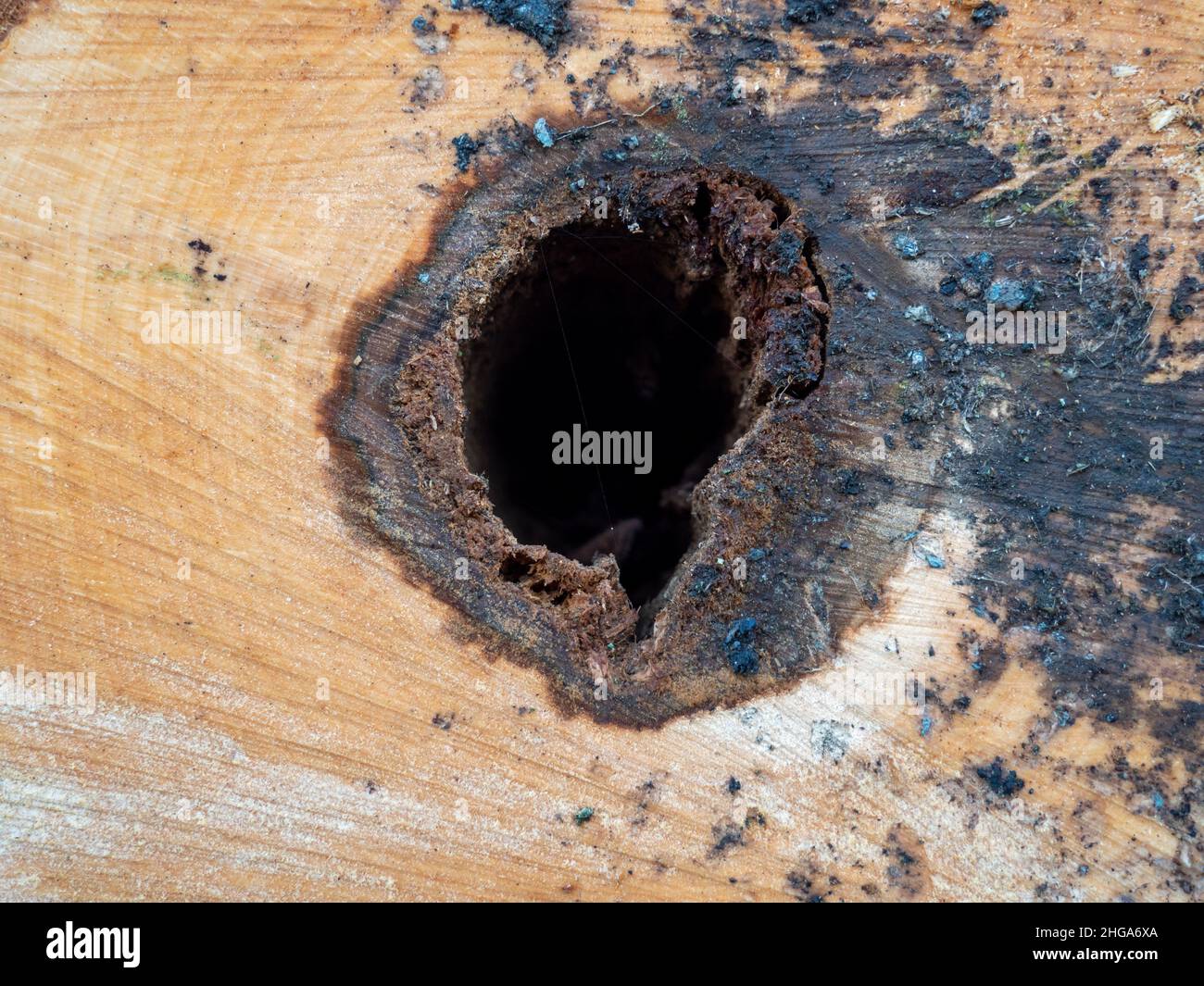 Querschnitt eines hohlen Baumstamms Stockfoto