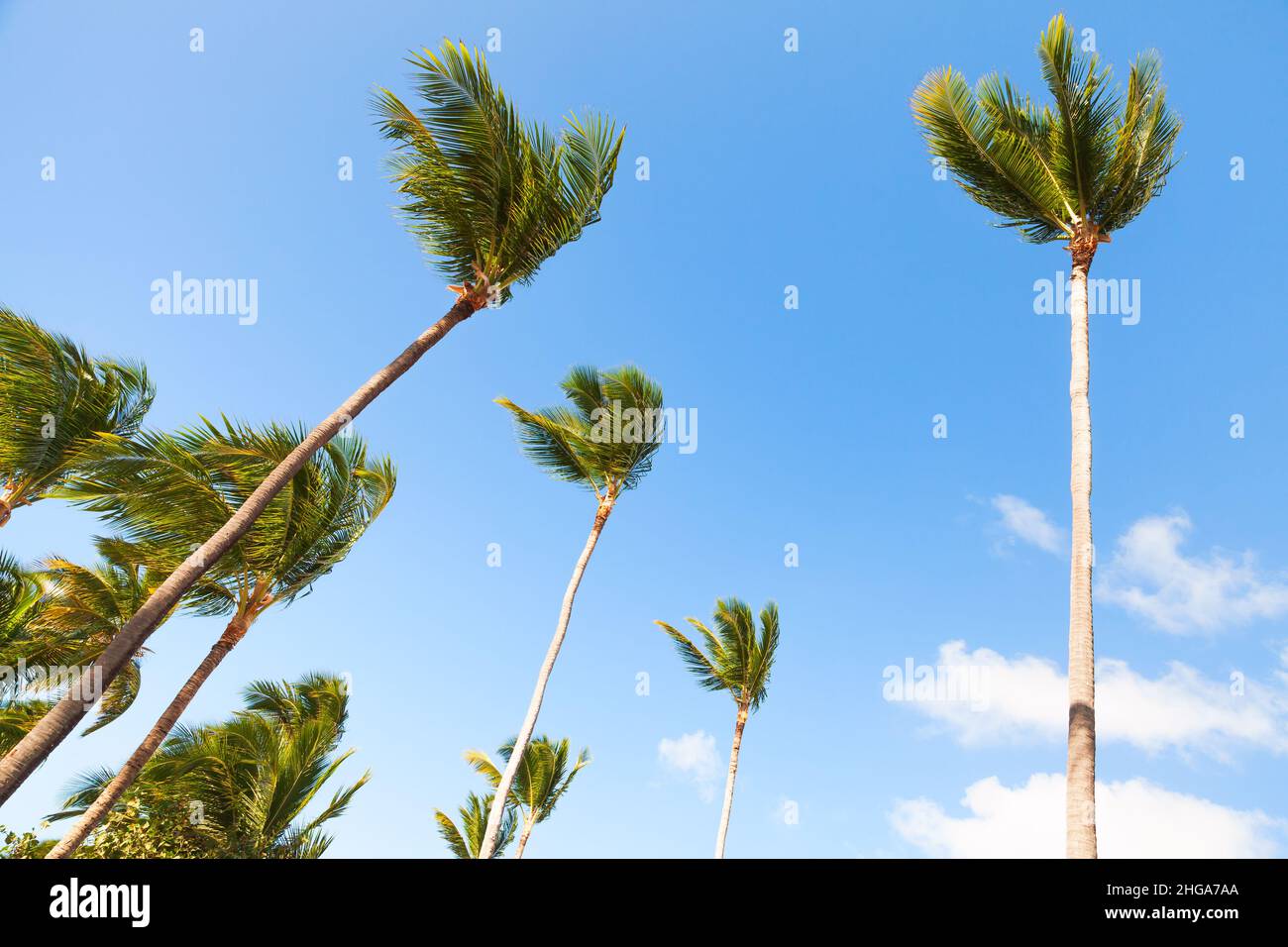 Hohe Palmen stehen unter blau bewölktem Himmel, Dominikanische republik Natur. Hintergrundbild Stockfoto