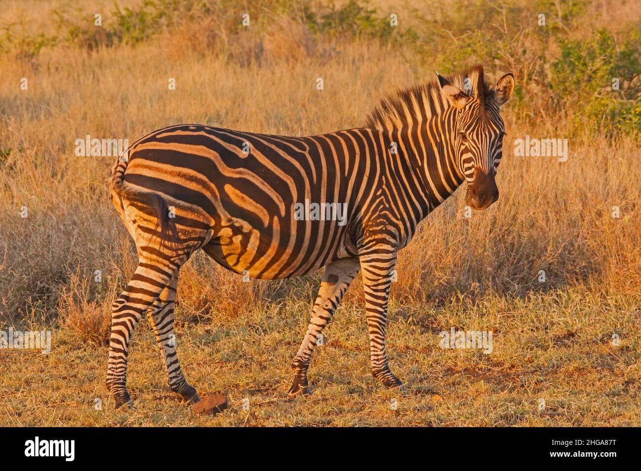 Burchells Zebra Equus quagga burchellii 13725 Stockfoto