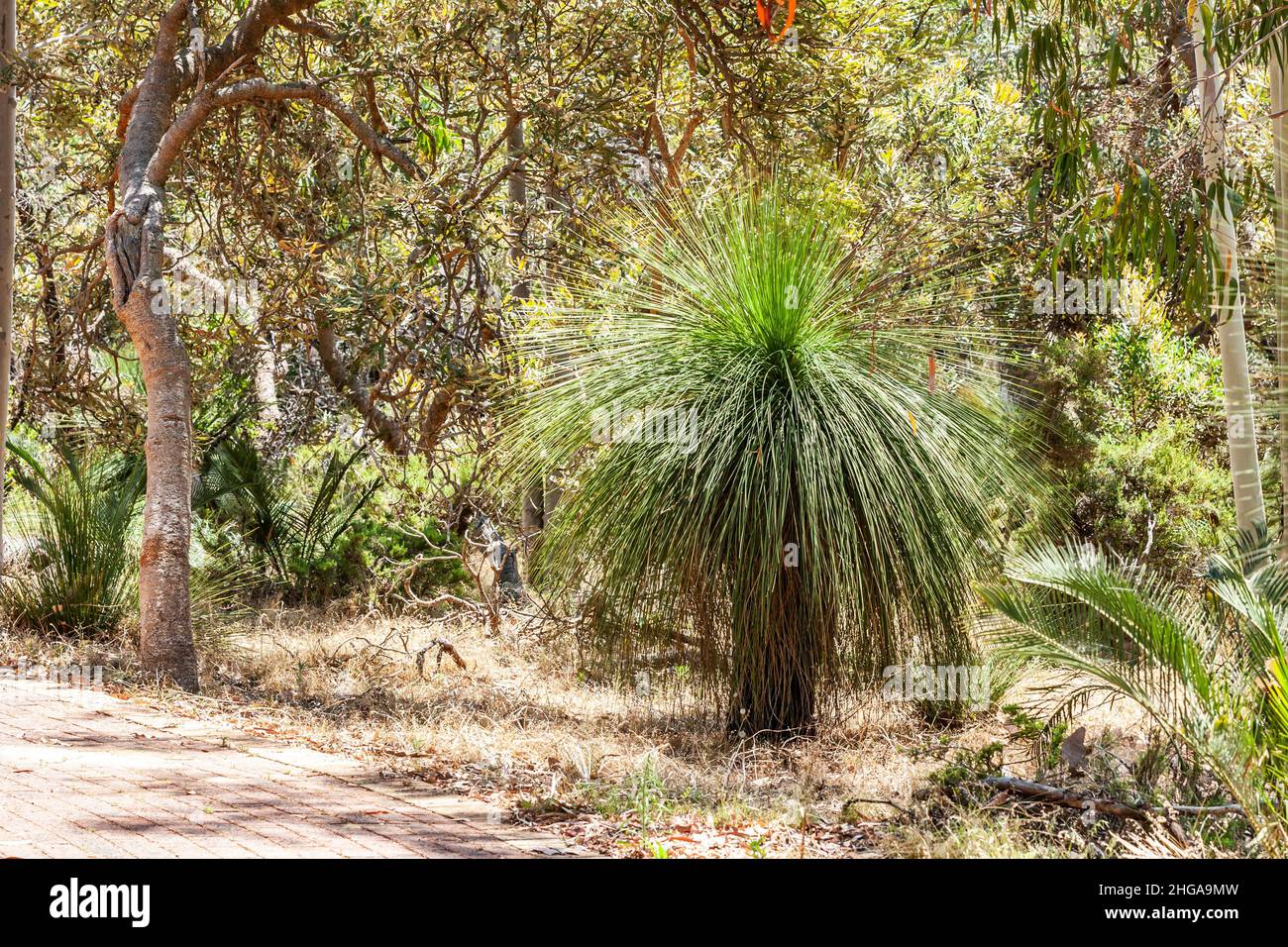 Grasbaum oder Black Boys, Xanthorrhoe, langsam wachsende eingelappte Pflanze in Western Australia auf dunklem bis schwarzem Stamm mit einer Krone ähnlich lang gewachsen Stockfoto