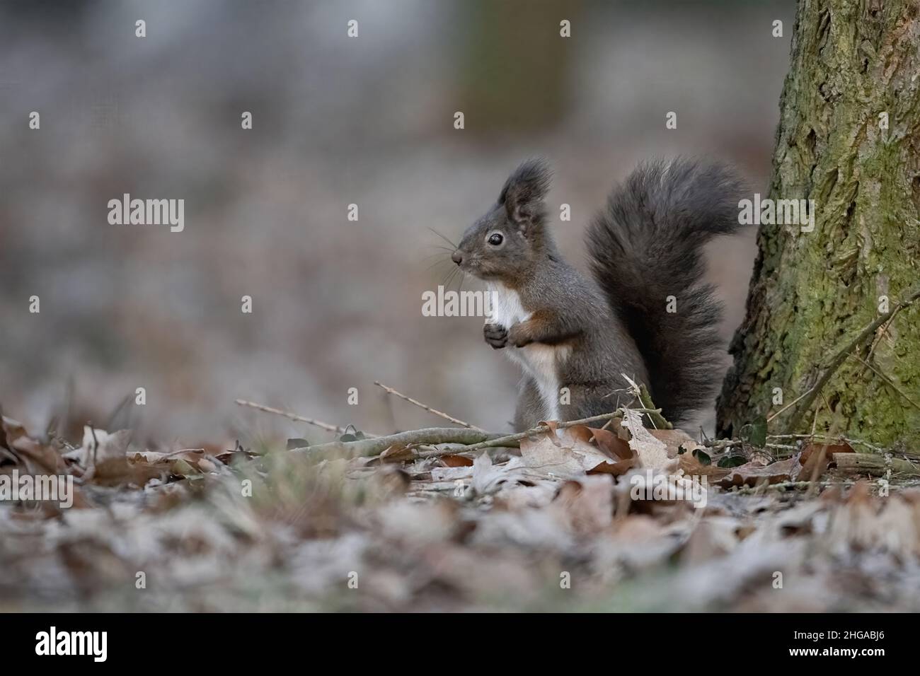 Ein Eichhörnchen klettert im Park auf der Suche nach Nahrung auf Bäume. Stockfoto