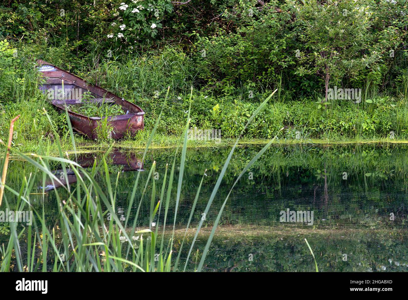 Rostiges Ruderboot im grünen Teich Unkraut am Rand des Wassers Stockfoto
