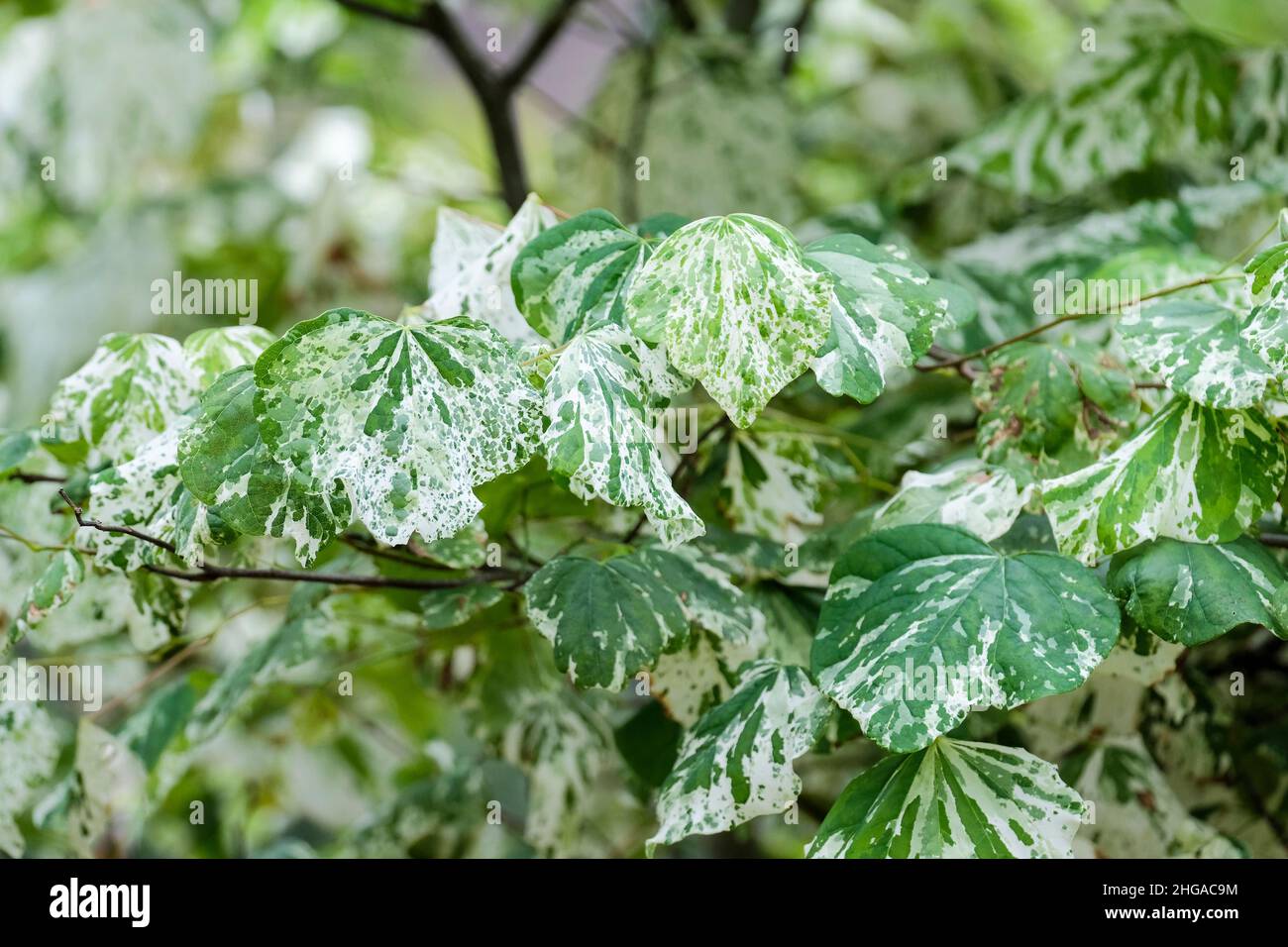 Cercis canadensis 'Alley Cat'. Eastern Redbud „Alley Cat“. Herzförmige, spitz zulaufende Blätter mit Weißspritzern. Stockfoto