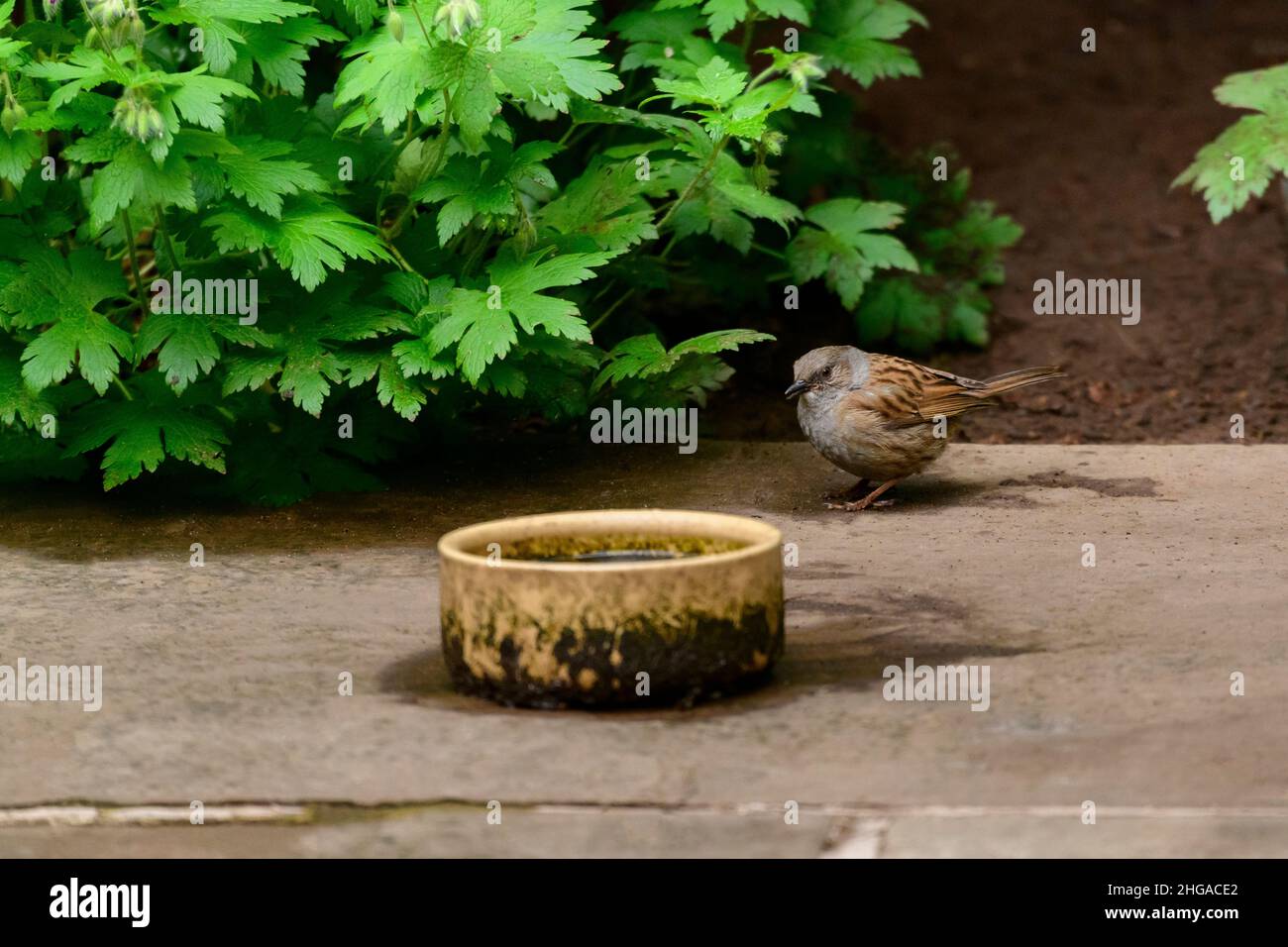 Einzelner Gartenvögel (Dunnock), der auf dem Boden steht (graue, braun-schwarze Markierungen, Flügel, Schnabel, Schwanz, Gepflasterter Innenhof, von der Grenzanlage) - Yorkshire, England Großbritannien. Stockfoto