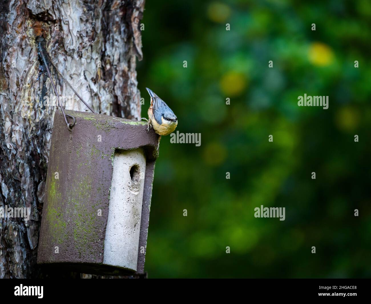 Nahaufnahme eines einzelnen, kleinen Aktschachtes (Gartenvogel), der sich am Baum hängenden Nistkasten am Eingangsloch festklammert (Augenstreifen & Schnabel) - West Yorkshire, England, UK. Stockfoto