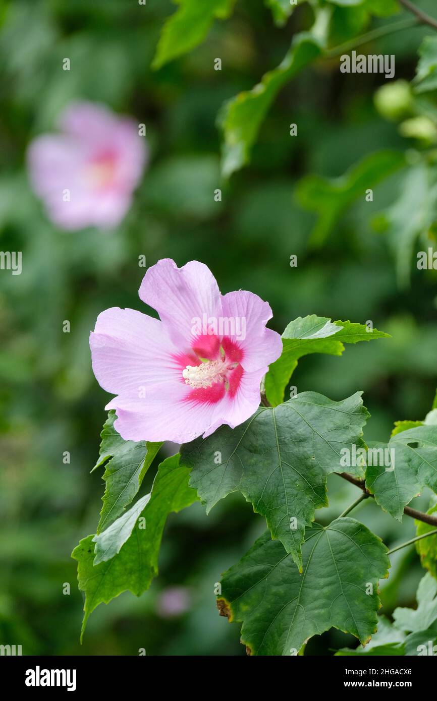 Hibiscus 'Goring Surprise' - Rosenmallow. Helle, lila Blüten Stockfoto