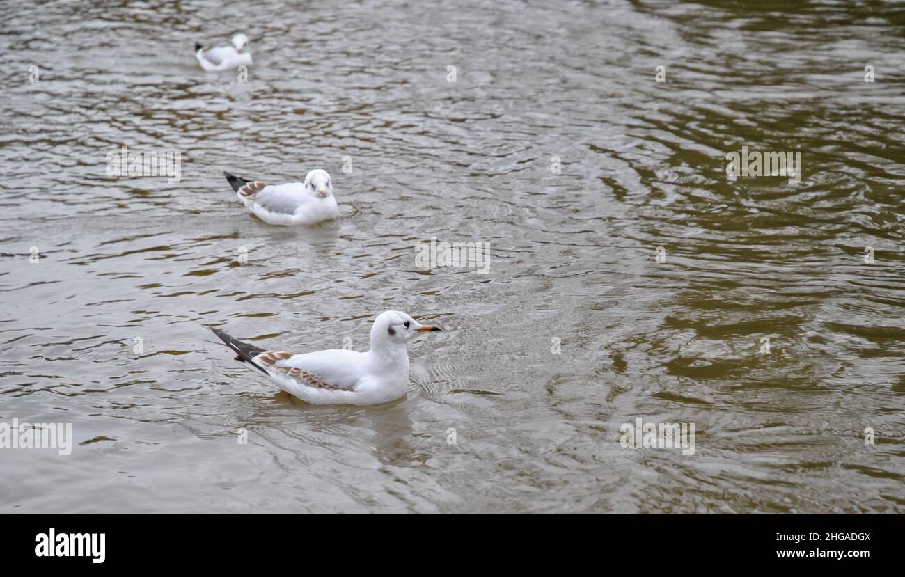 Drei Wasservögel auf dem Wasser Stockfoto