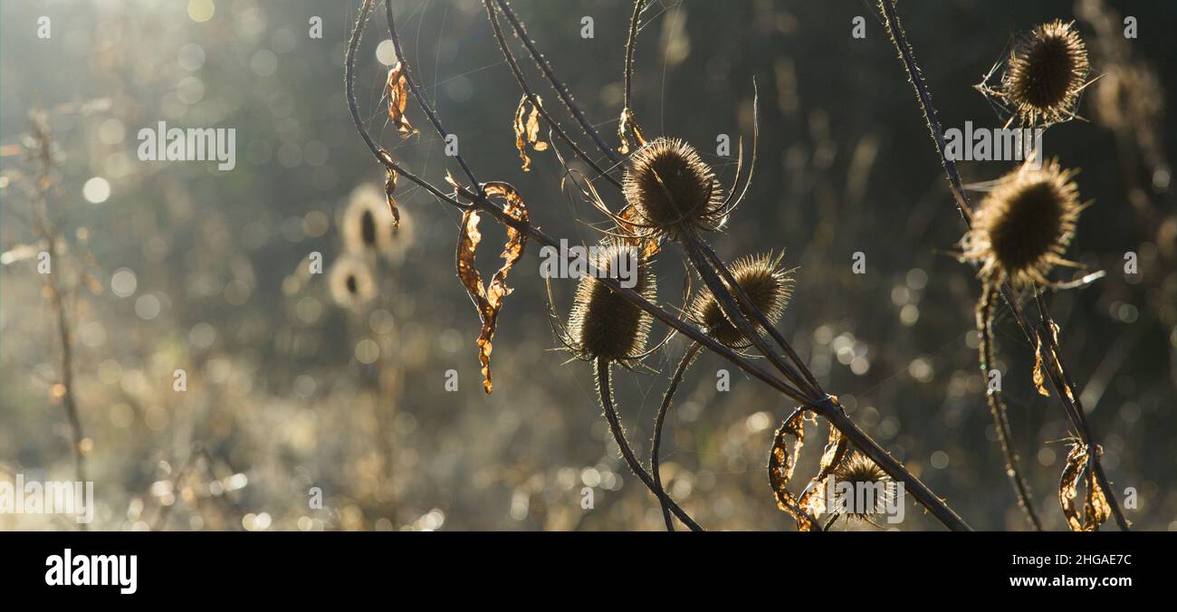 Winterlandschaft an einem frühen Januarmorgen in Essex, Großbritannien, 2021. Gewöhnliche Teasele / Dipsacus fullonum Stockfoto