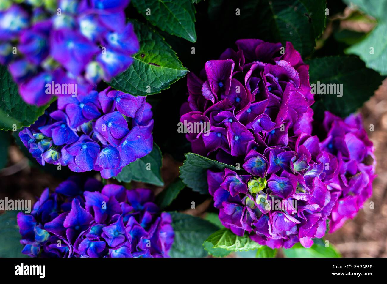 Blumen in einem Garten Stockfoto