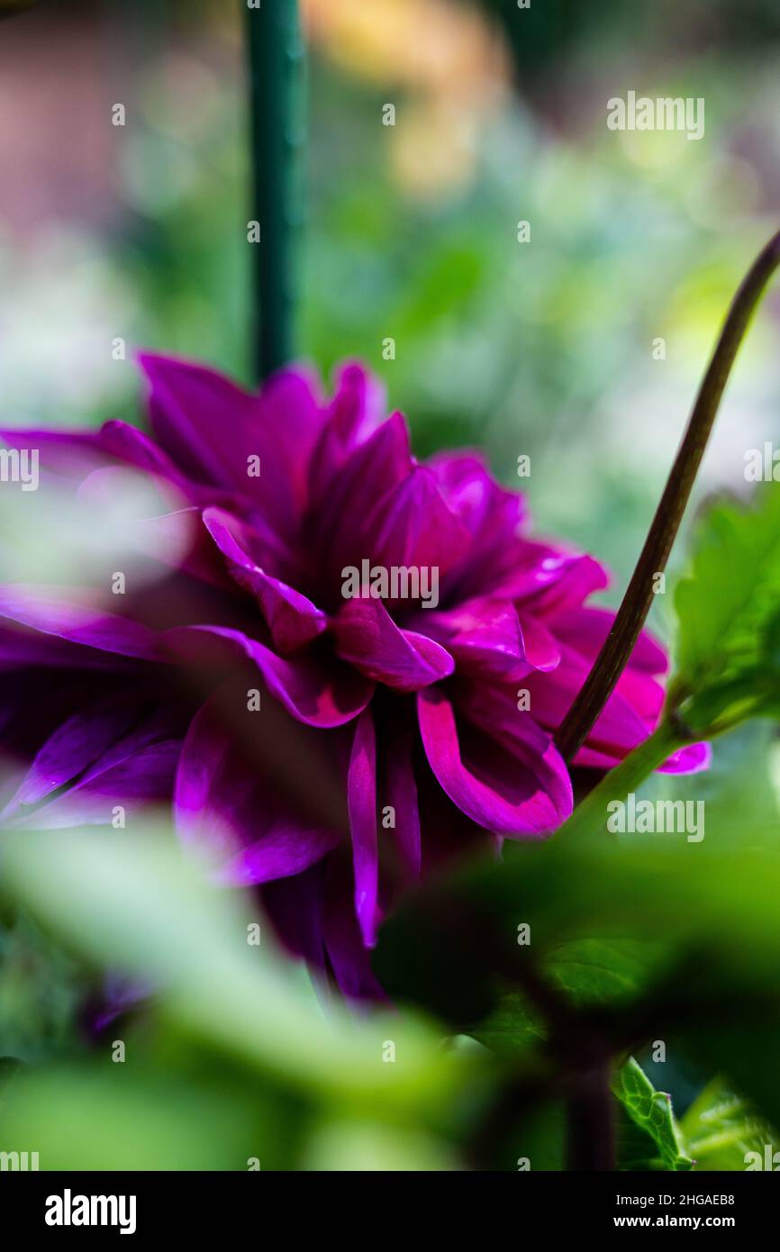 Blumen in einem Garten Stockfoto