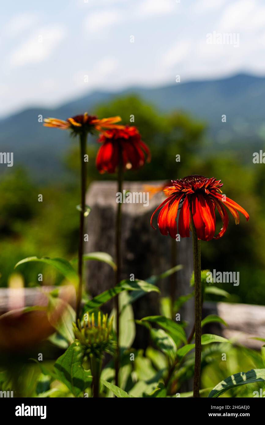 Blumen in einem Garten Stockfoto