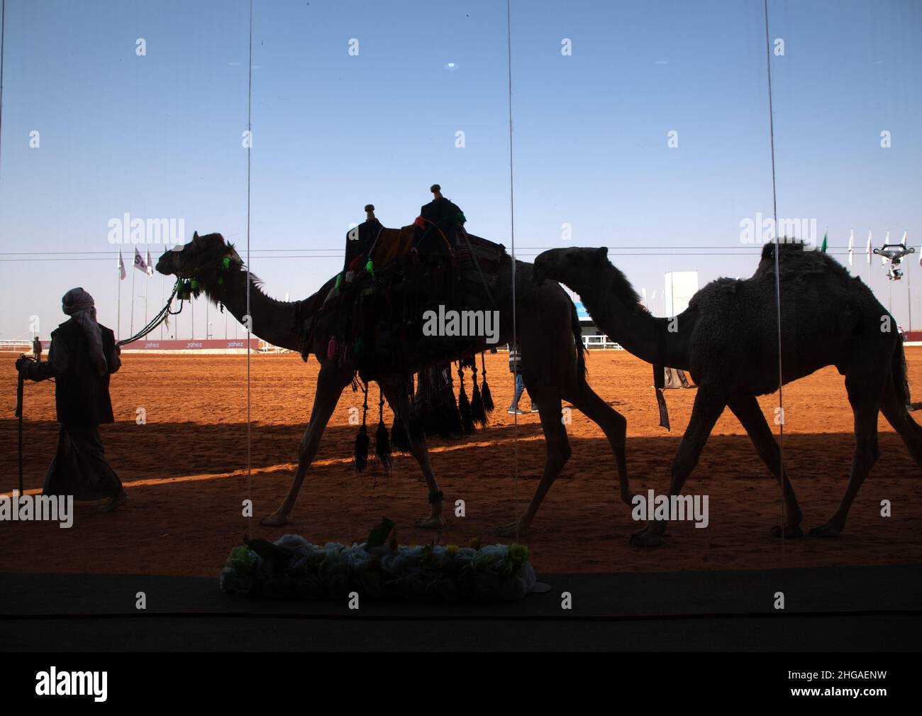 Kamelpräsentation vor dem VIP-Raum beim King Abdul Aziz Camel Festival, Provinz Riyadh, Rimah, Saudi-Arabien Stockfoto