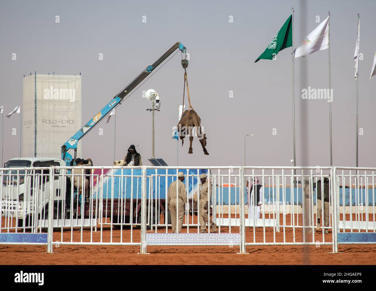 Kamellift während des King Abdul Aziz Camel Festivals, Provinz Riyadh, Rimah, Saudi-Arabien Stockfoto