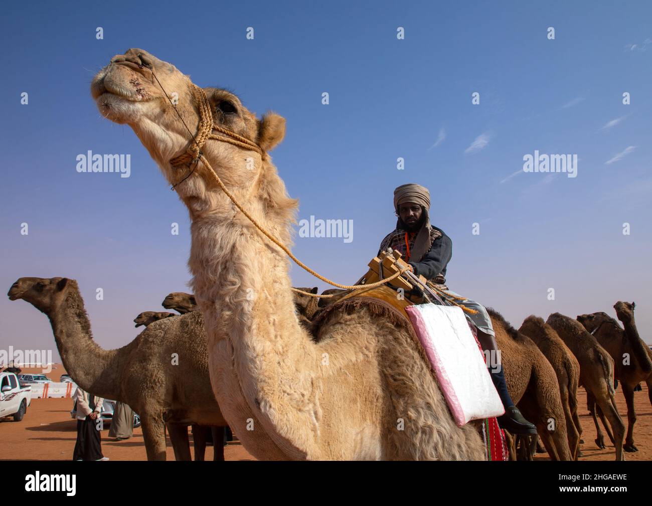 Schönheitswettbewerb beim King Abdul Aziz Camel Festival, Provinz Riyadh, Rimah, Saudi-Arabien Stockfoto