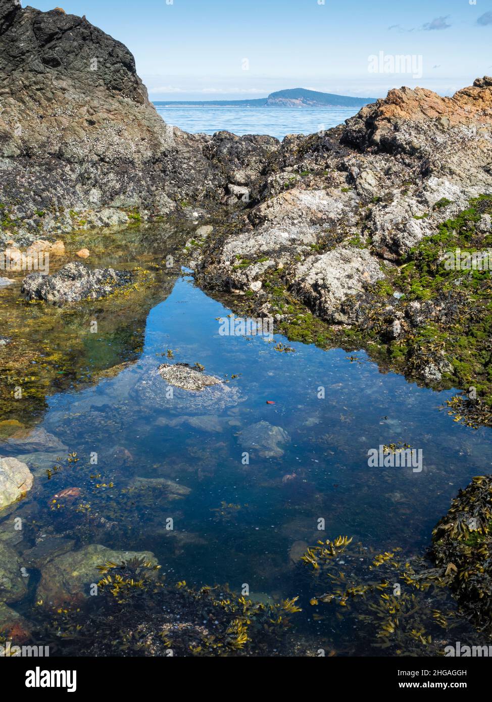 WA21144-00...WASHINGTON - kleiner Gezeitenpool am Ufer des San Juan Channal im Reuben Tarte Memorial Park auf der Insel San Juan. Stockfoto