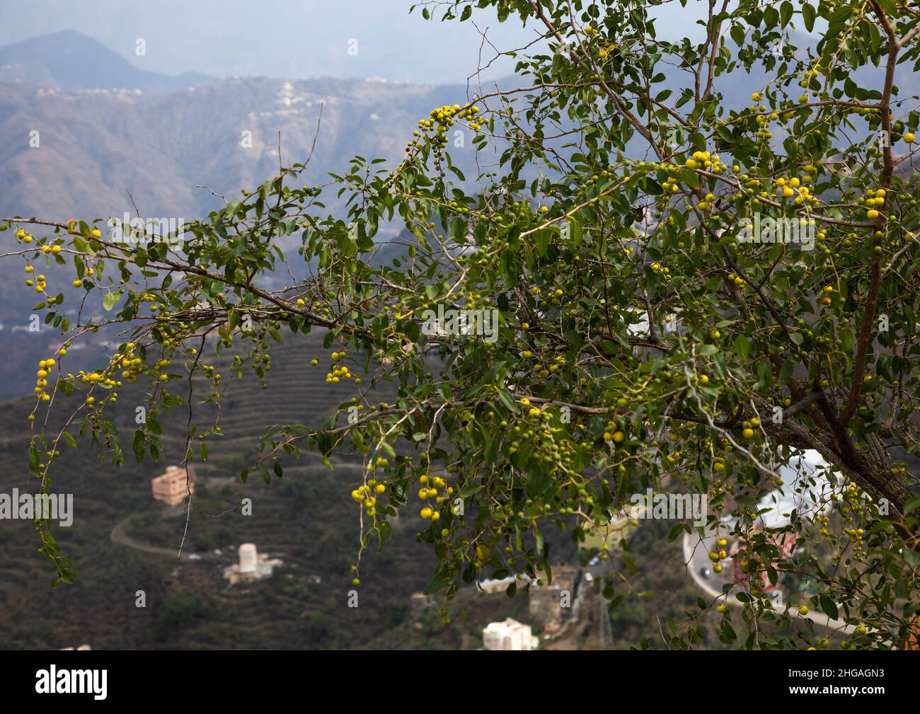 Sidr-Baum gelbe Früchte, Provinz Jizan, Faifa-Gebirge, Saudi-Arabien  Stockfotografie - Alamy
