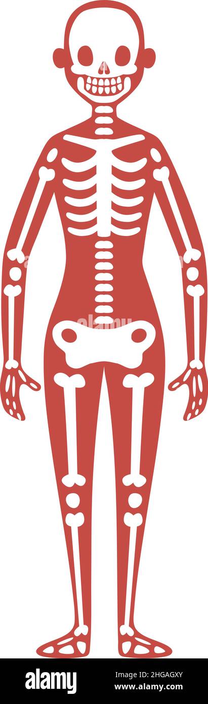 Skelettsystem der Frau. Knochenstruktur des Erwachsenen Stock Vektor