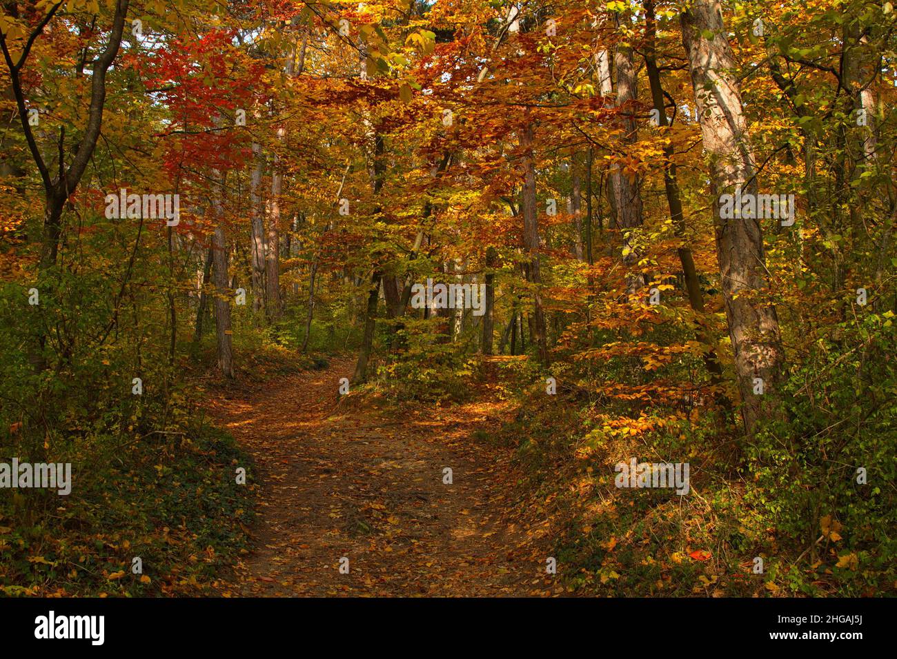 Herbstfarben im Wald bei Harzberg, Bad Vöslau, Niederösterreich, Österreich, Europa Stockfoto
