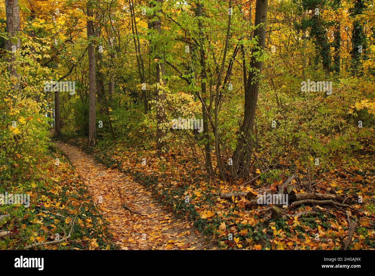 Herbstfarben im Wald bei Harzberg, Bad Vöslau, Niederösterreich, Österreich, Europa Stockfoto