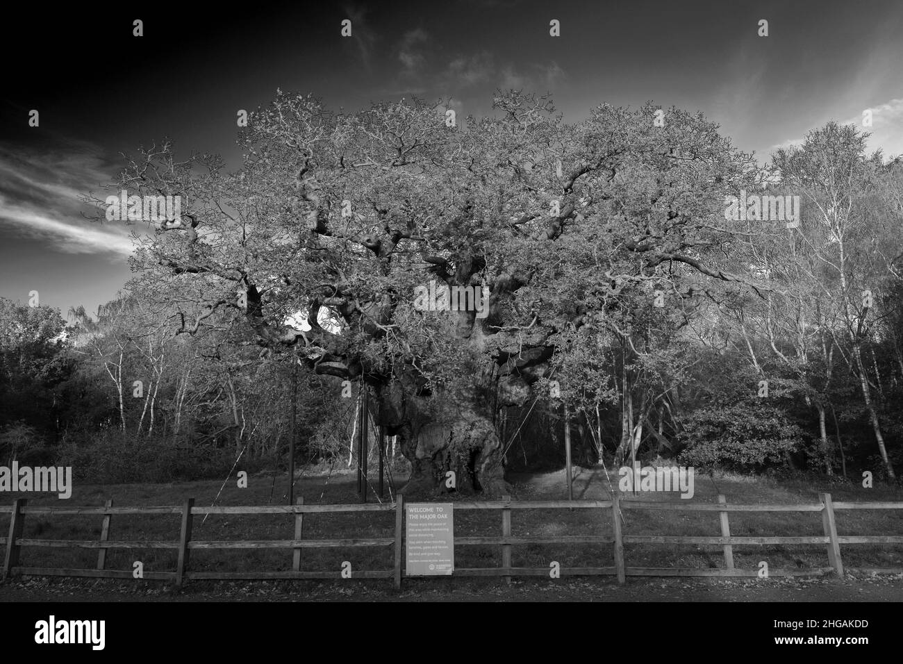 Herbstfarben über der großen Eiche, Sherwood Forest SSSI, Nottinghamshire, England, Großbritannien, VEREINIGTES KÖNIGREICH Stockfoto