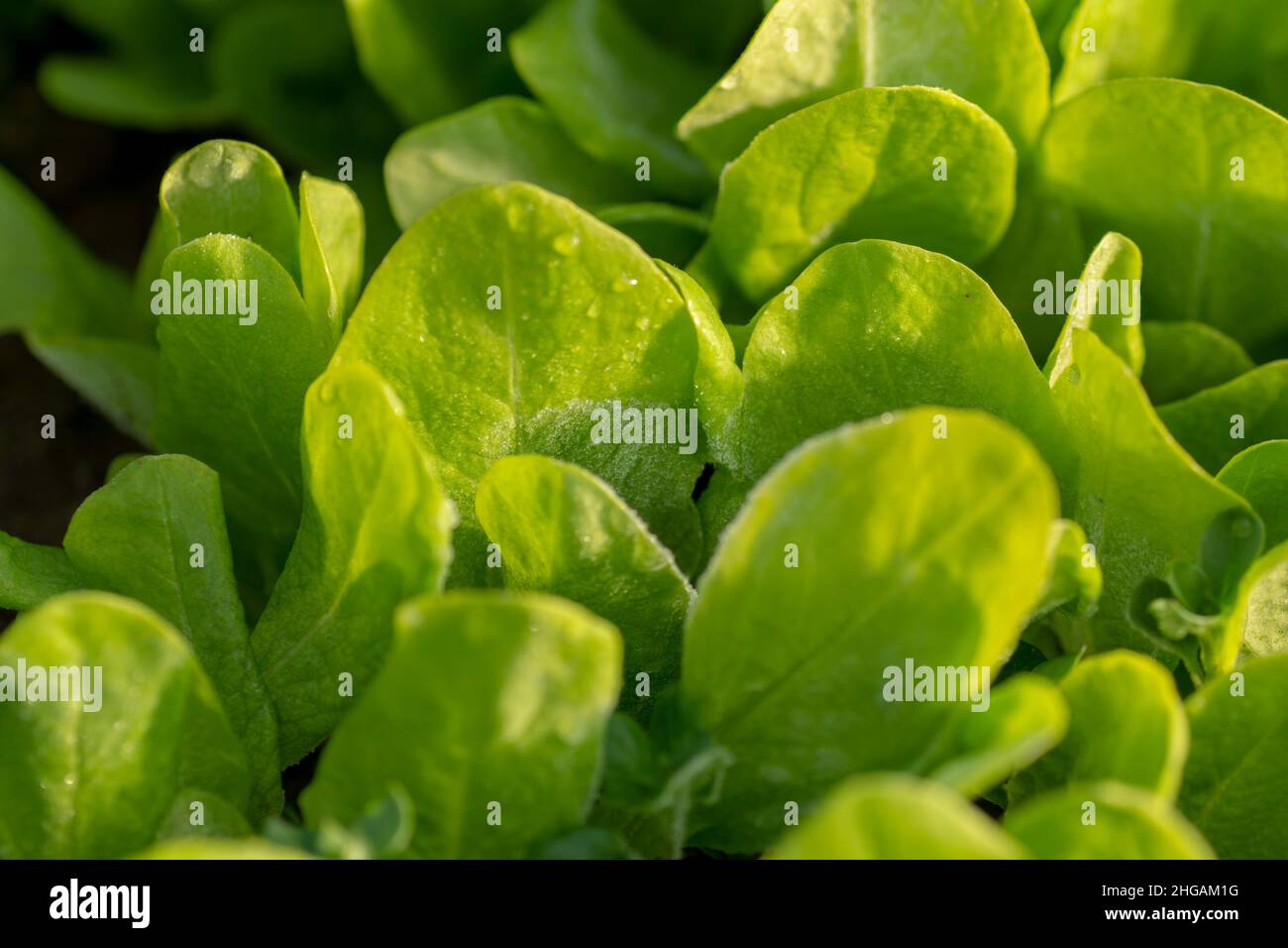 Bio-Salatblätter im Gewächshaus. Detail von selbst gewachsenen Setzlingen mit Frost auf ihnen im frühen Frühjahr. Stockfoto