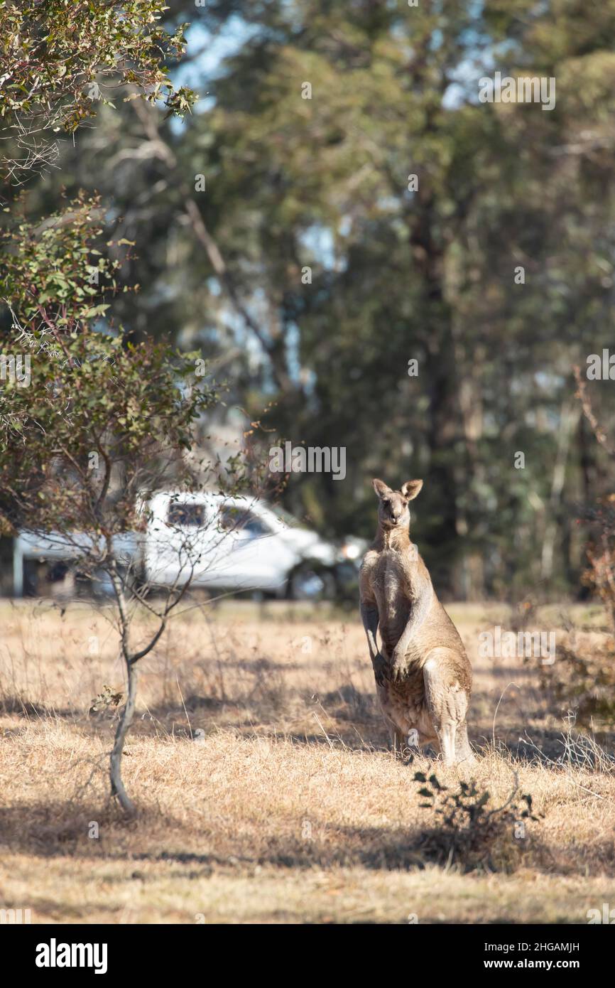 Östliches graues Känguru (Macropus giganteus) Erwachsener in einem ländlichen Feld mit Verkehr im Hintergrund, New South Wales, Australien Stockfoto