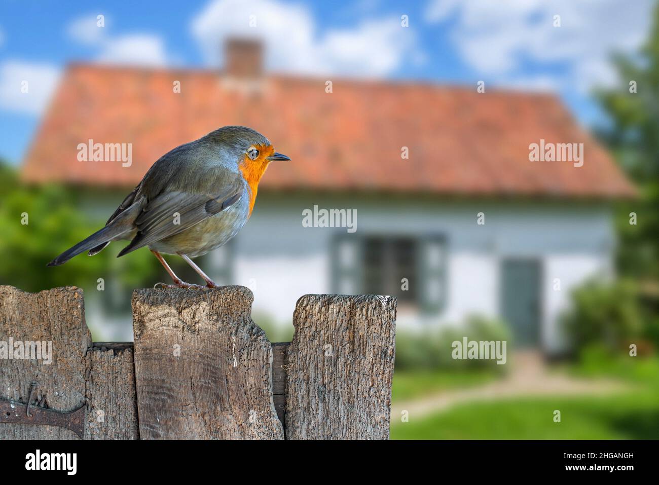 Europäischer Rotkehlchen (Erithacus rubecula) auf verwittertem Holzgartenzaun des Hauses auf dem Land thront Stockfoto