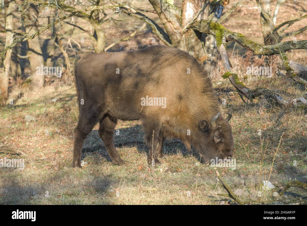 Bison oder europäischer Bison (Bos bonasus), Heinz Sielmanns Naturlandschaft, Doeberitzer Heide, Wustermark, Brandenburg, Deutschland Stockfoto